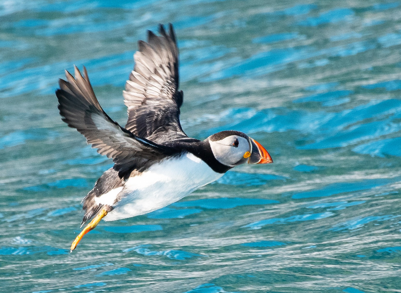 Wildlife cruise in Scotland